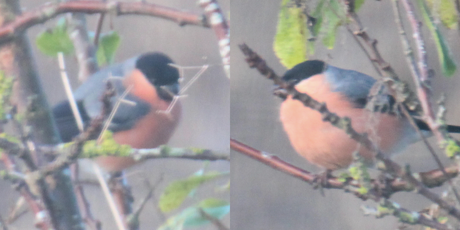 Oranje/zwart vogeltje in Suffolk, Engeland (4)